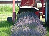 Lavender flowers going into the harvester